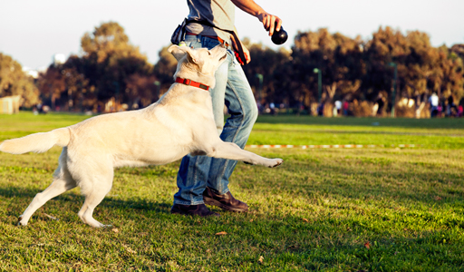 Come addestrare il tuo cane