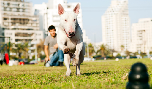 Un cane stanco è un buon cane