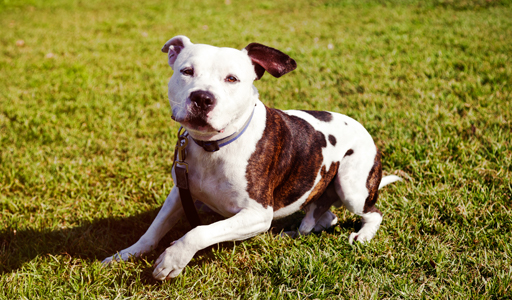 I molti modi in cui un guinzaglio è d'intralcio