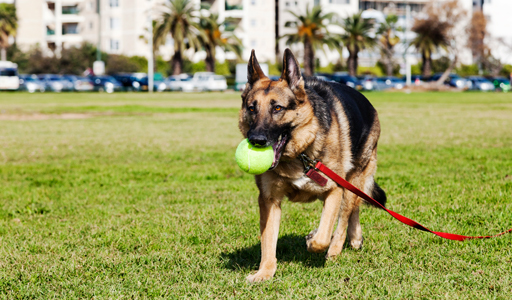 Perché alcuni cani non camminano regolarmente?