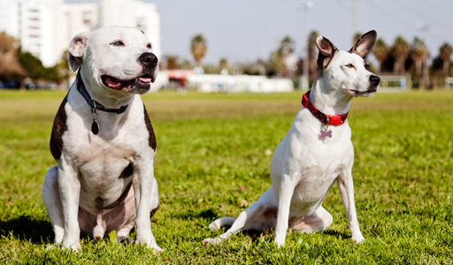 Qual è il miglior cibo per cani?